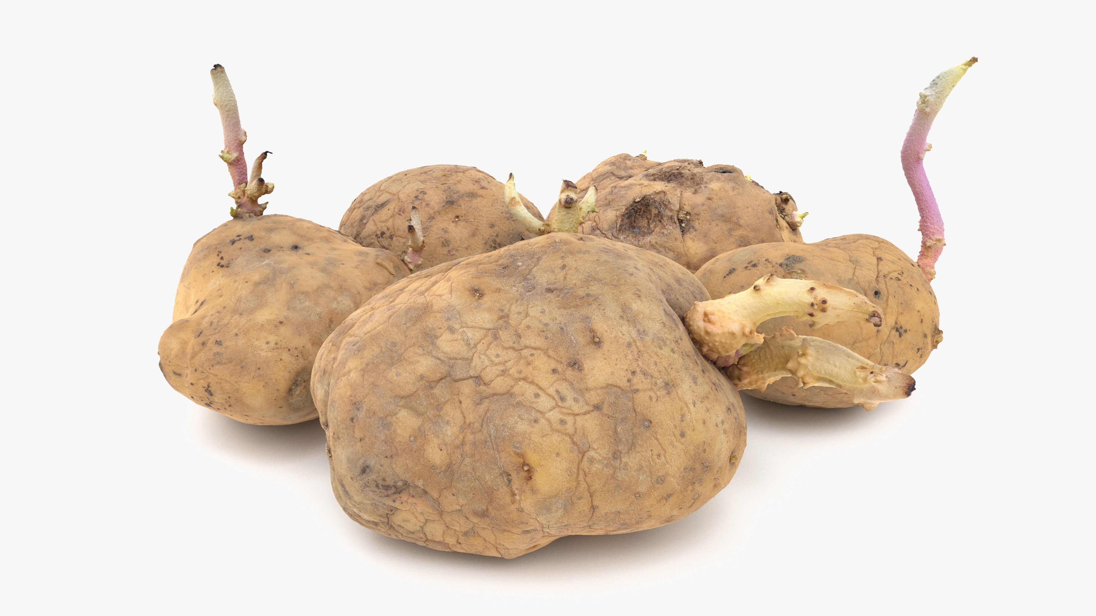 Old Potatoes with Sprouts Low-poly 3D model_5