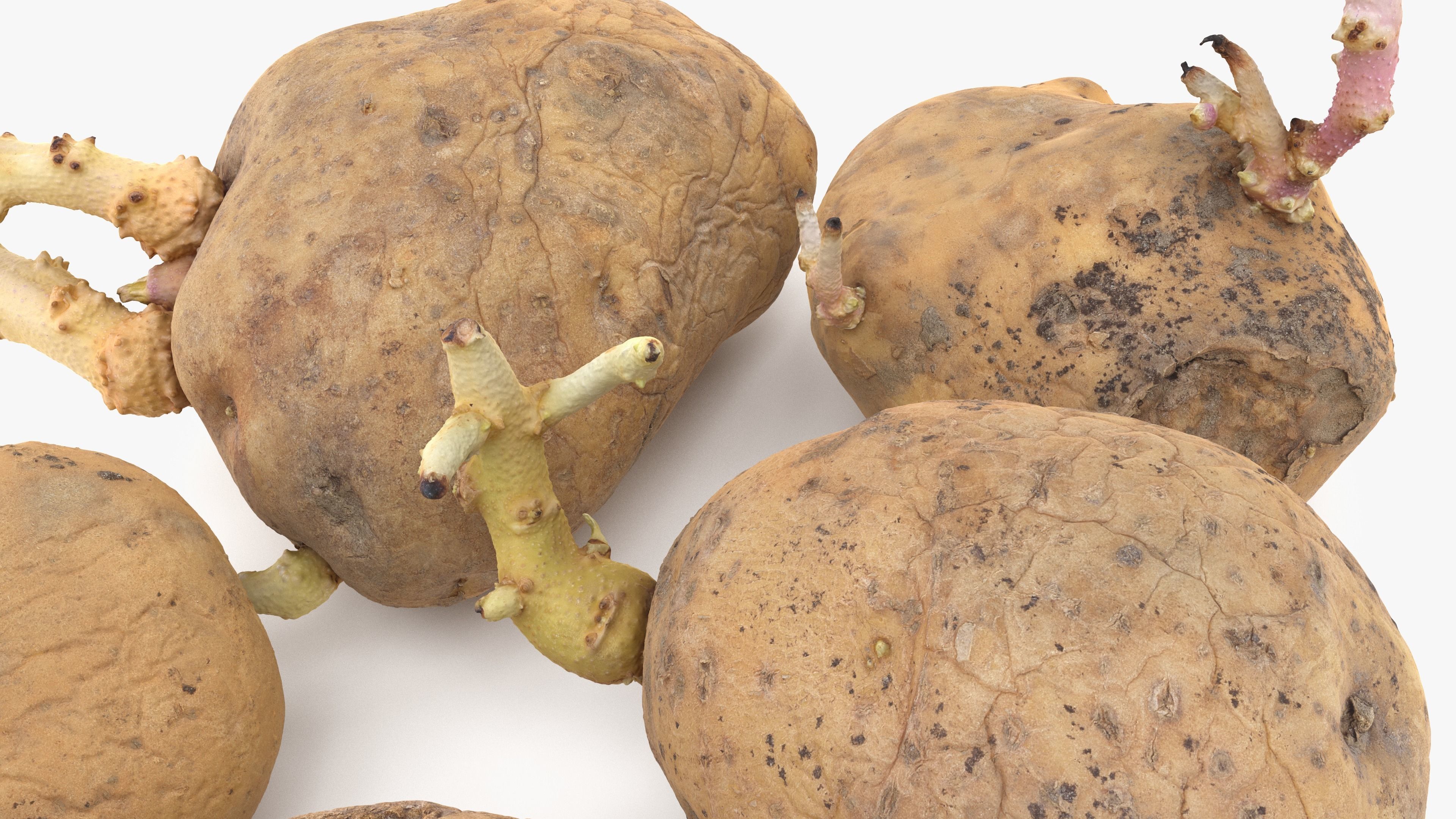 Old Potatoes with Sprouts Low-poly 3D model_9