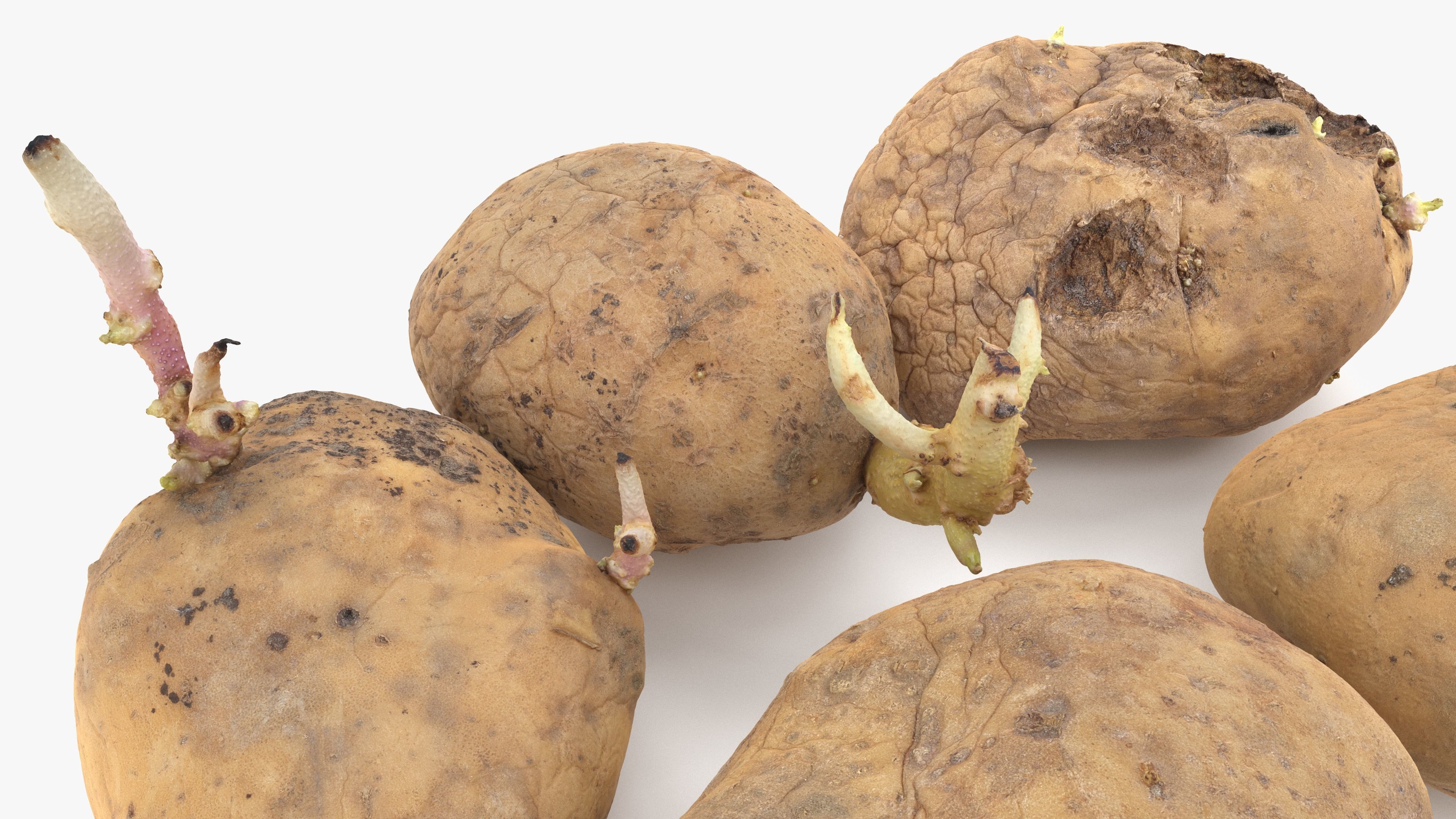 Old Potatoes with Sprouts Low-poly 3D model_11
