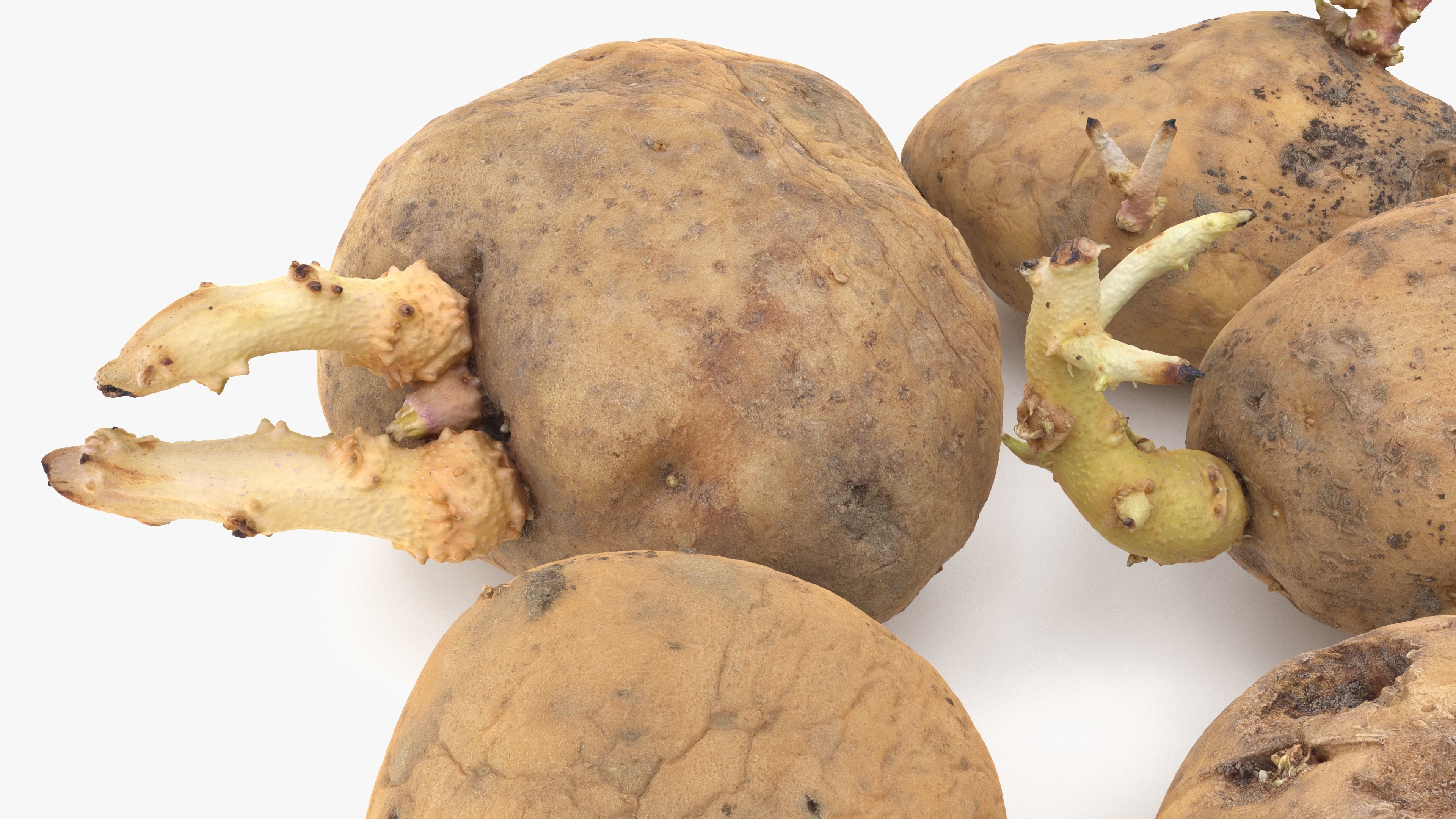 Old Potatoes with Sprouts Low-poly 3D model_10