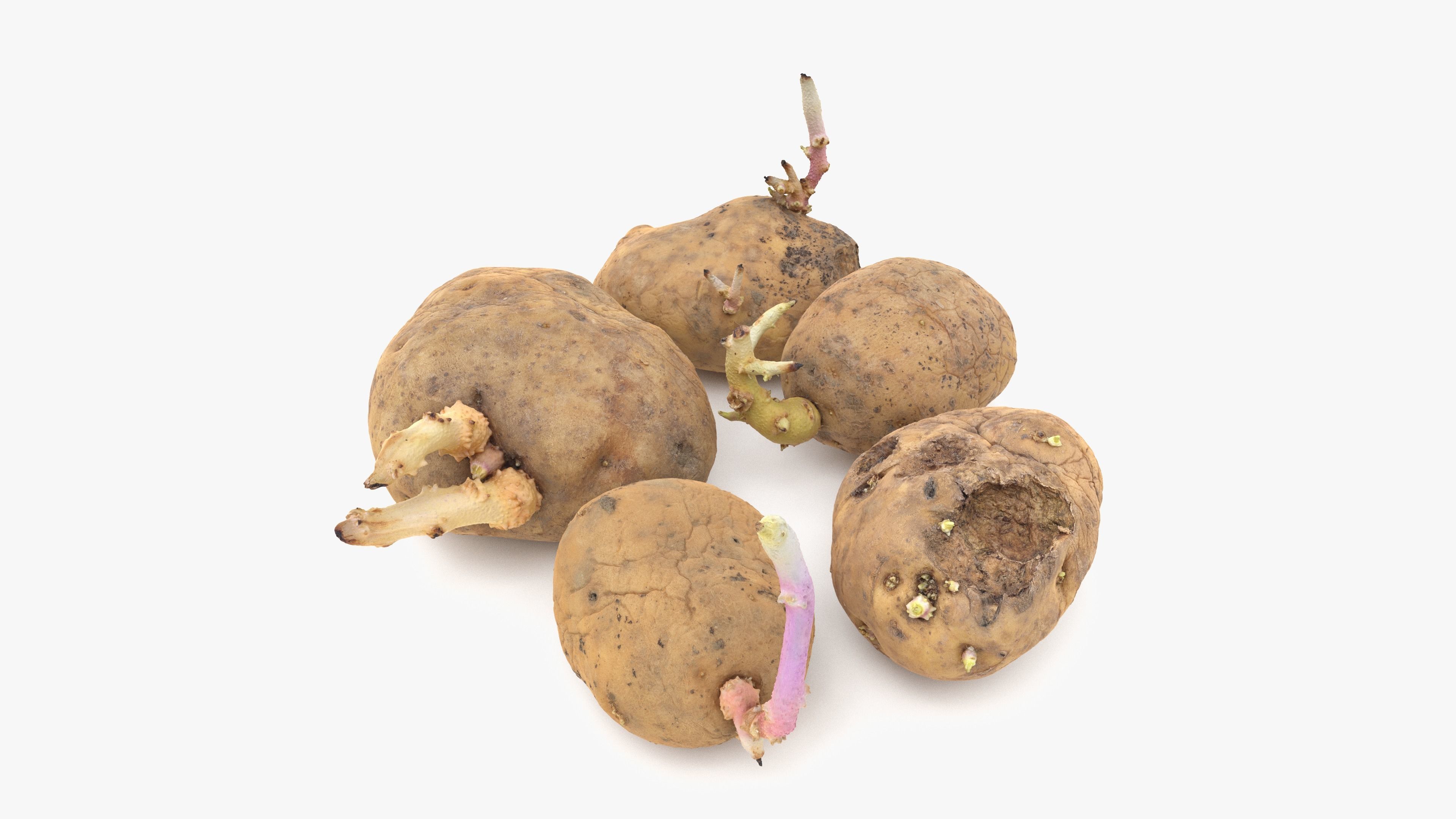 Old Potatoes with Sprouts Low-poly 3D model_14
