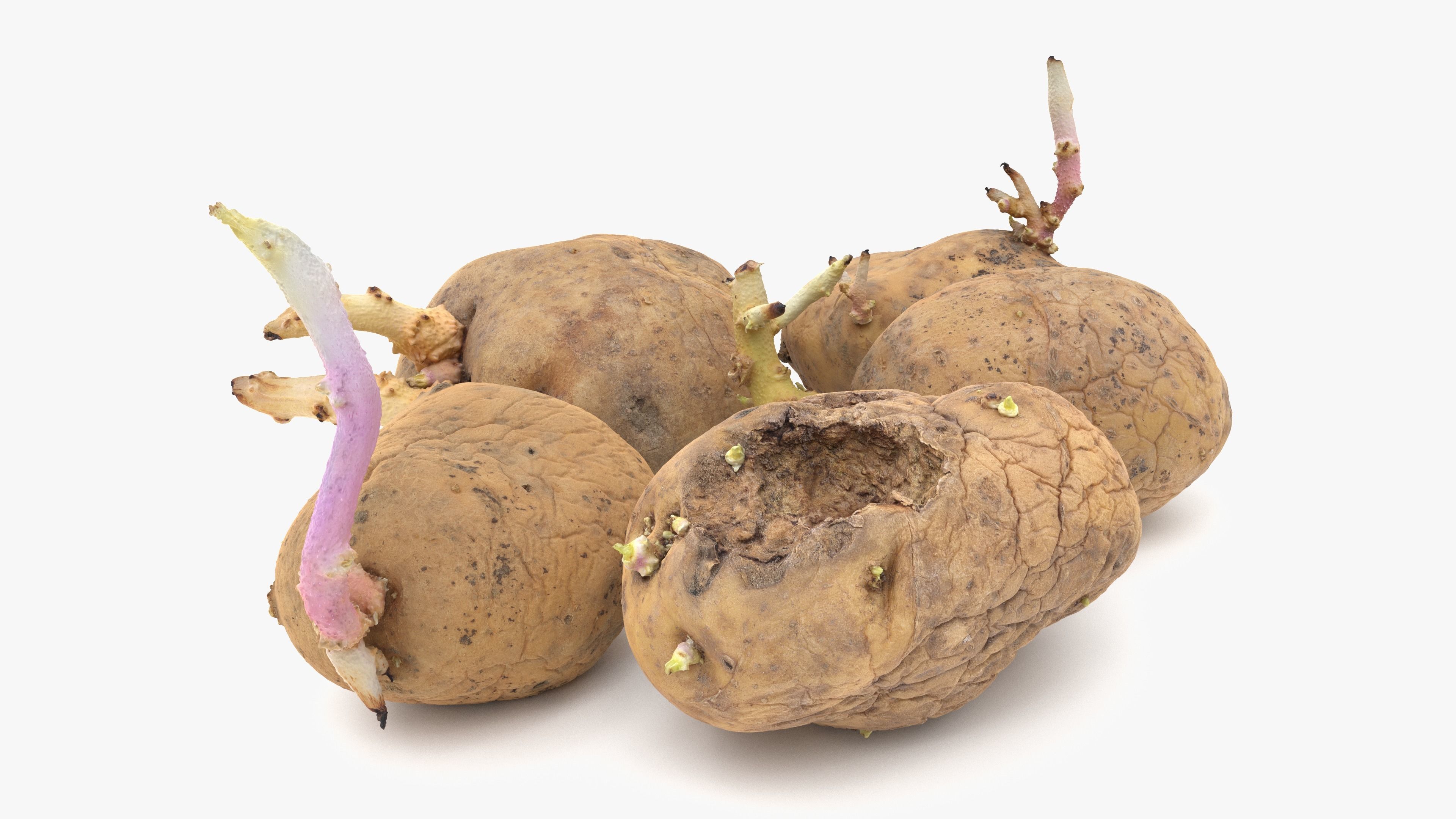 Old Potatoes with Sprouts Low-poly 3D model_1