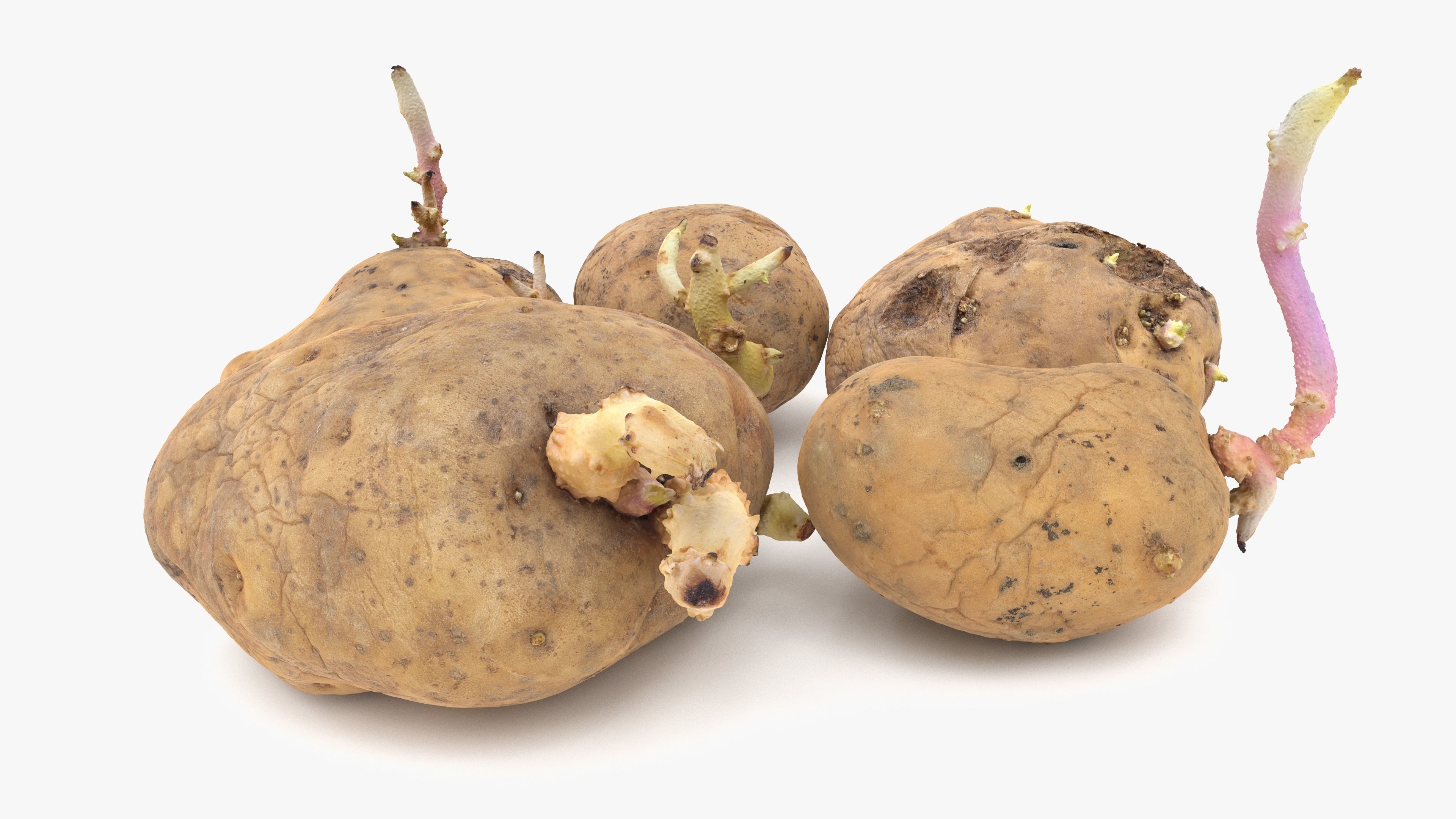 Old Potatoes with Sprouts Low-poly 3D model_4