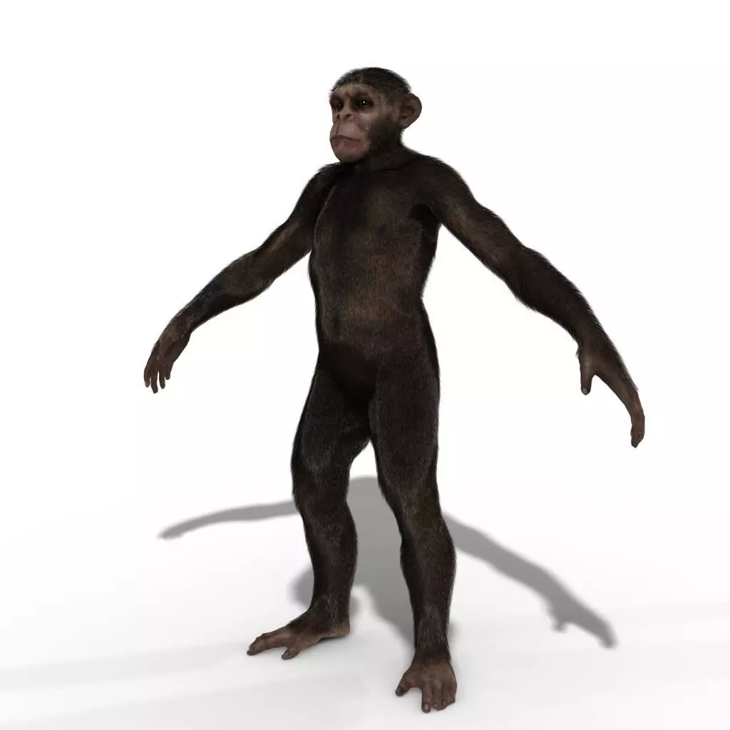 Ape Chimp Chimpanzee 3D model 3D model_0