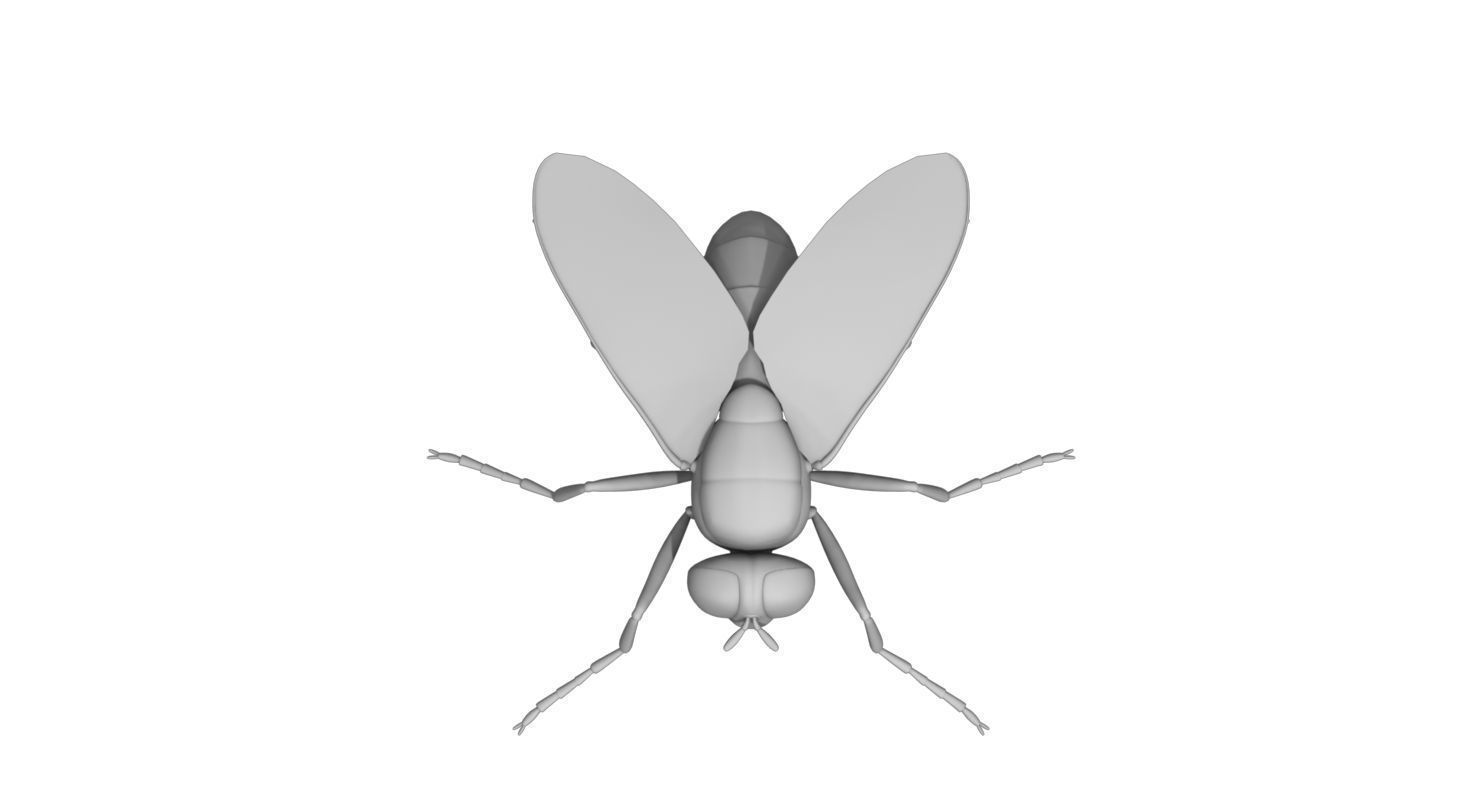 housefly 3d model fly 3D model_2