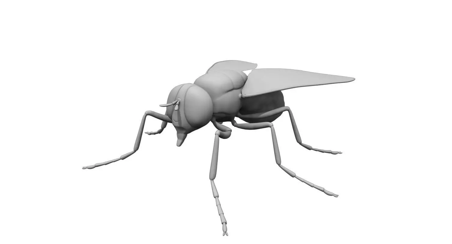 housefly 3d model fly 3D model_0