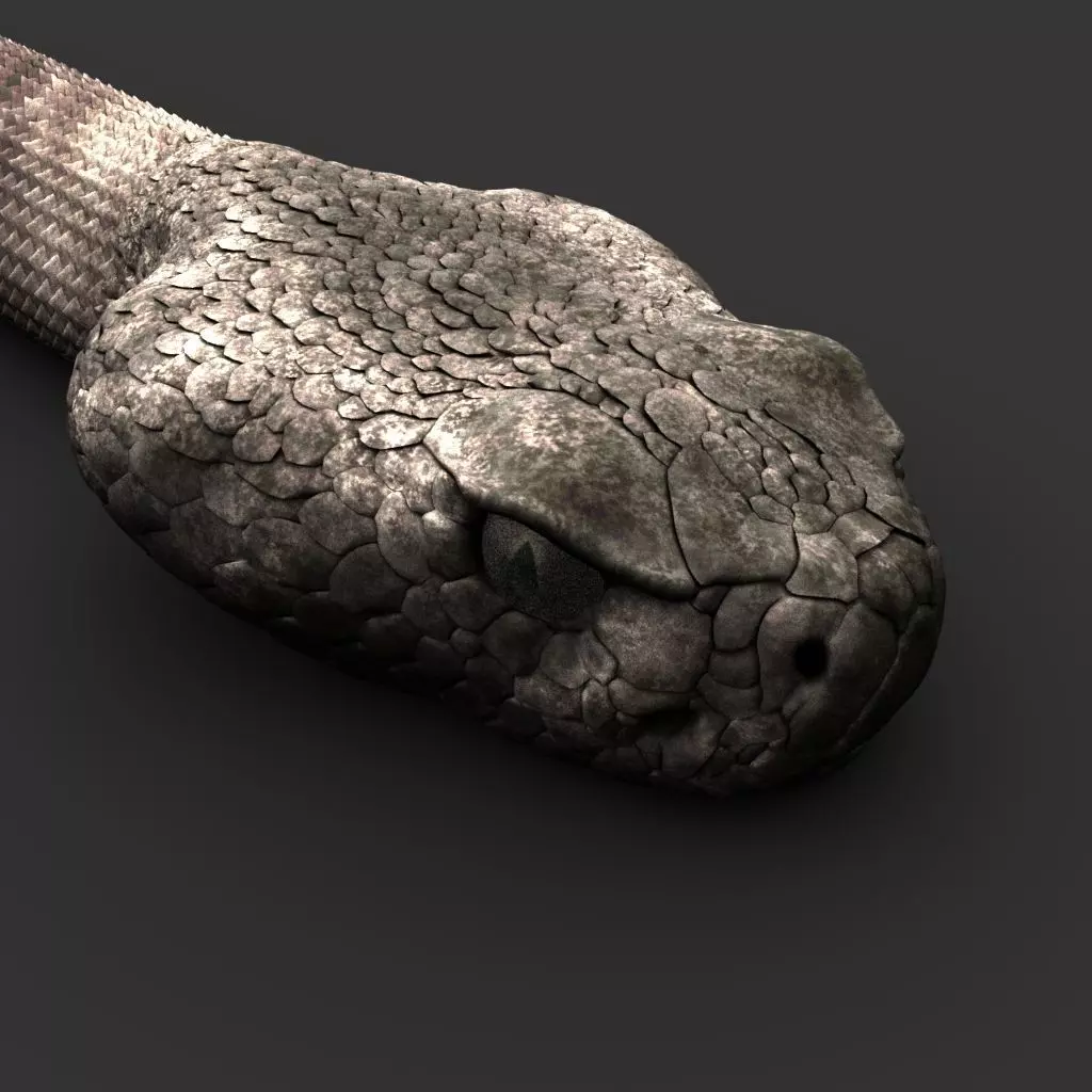 Snake 3D model_0