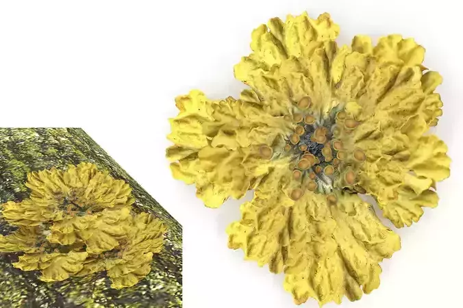 Moss lichen Low-poly 3D model