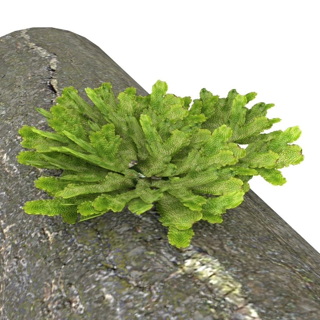 Moss lichen Grean Low-poly 3D model_1