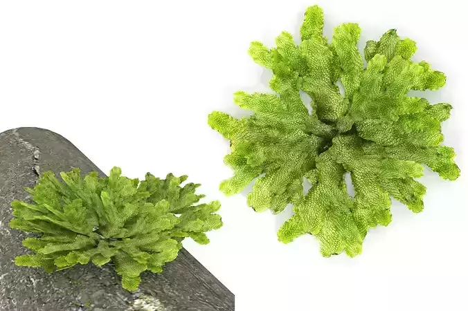 Moss lichen Grean Low-poly 3D model