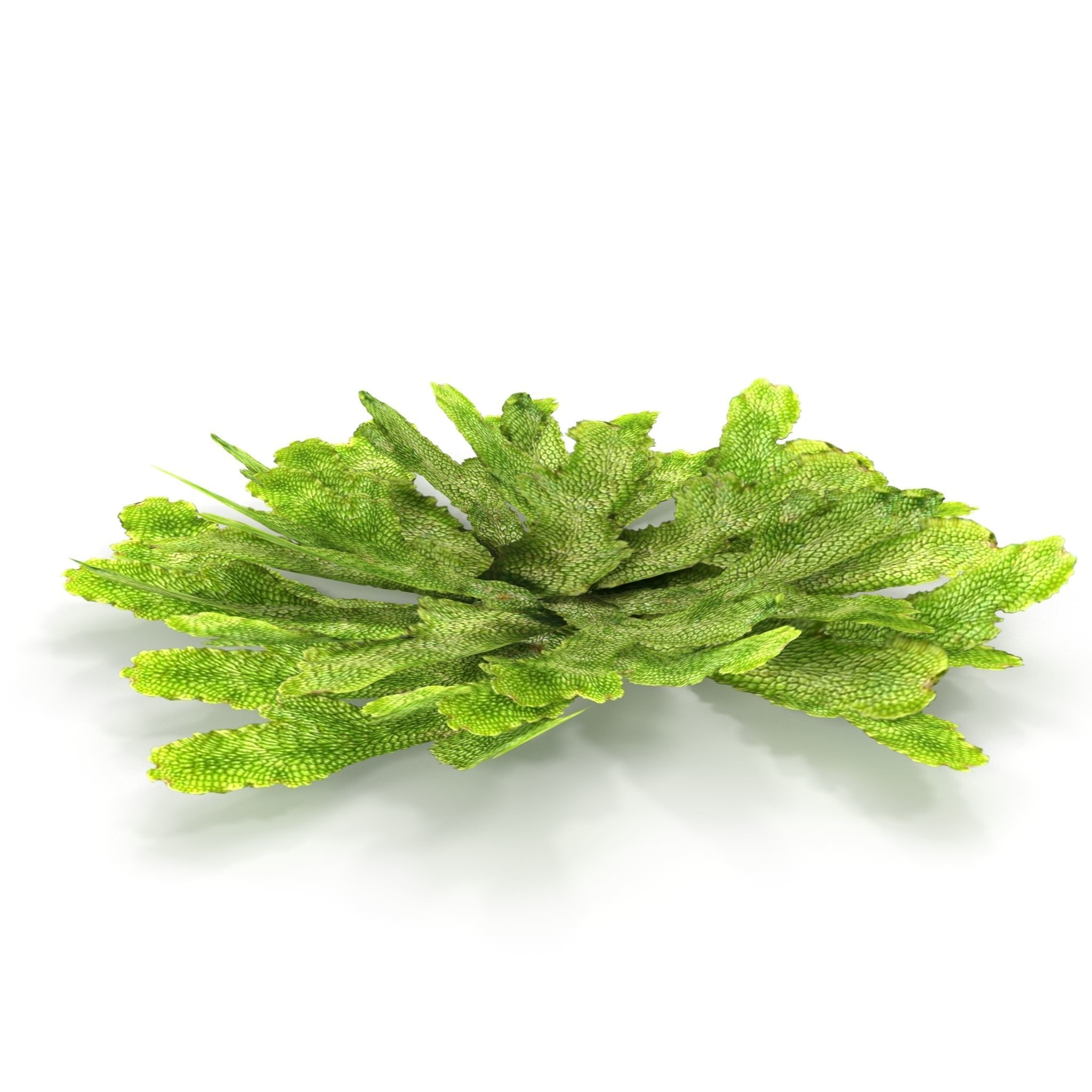 Moss lichen Grean Low-poly 3D model_6