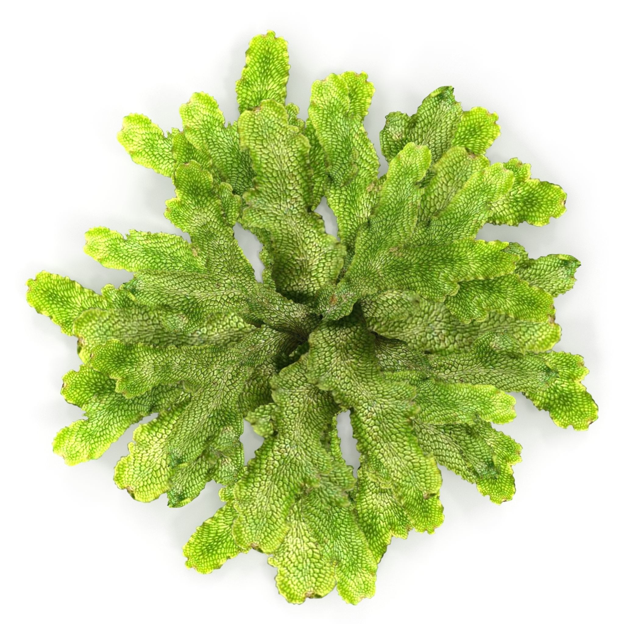 Moss lichen Grean Low-poly 3D model_3