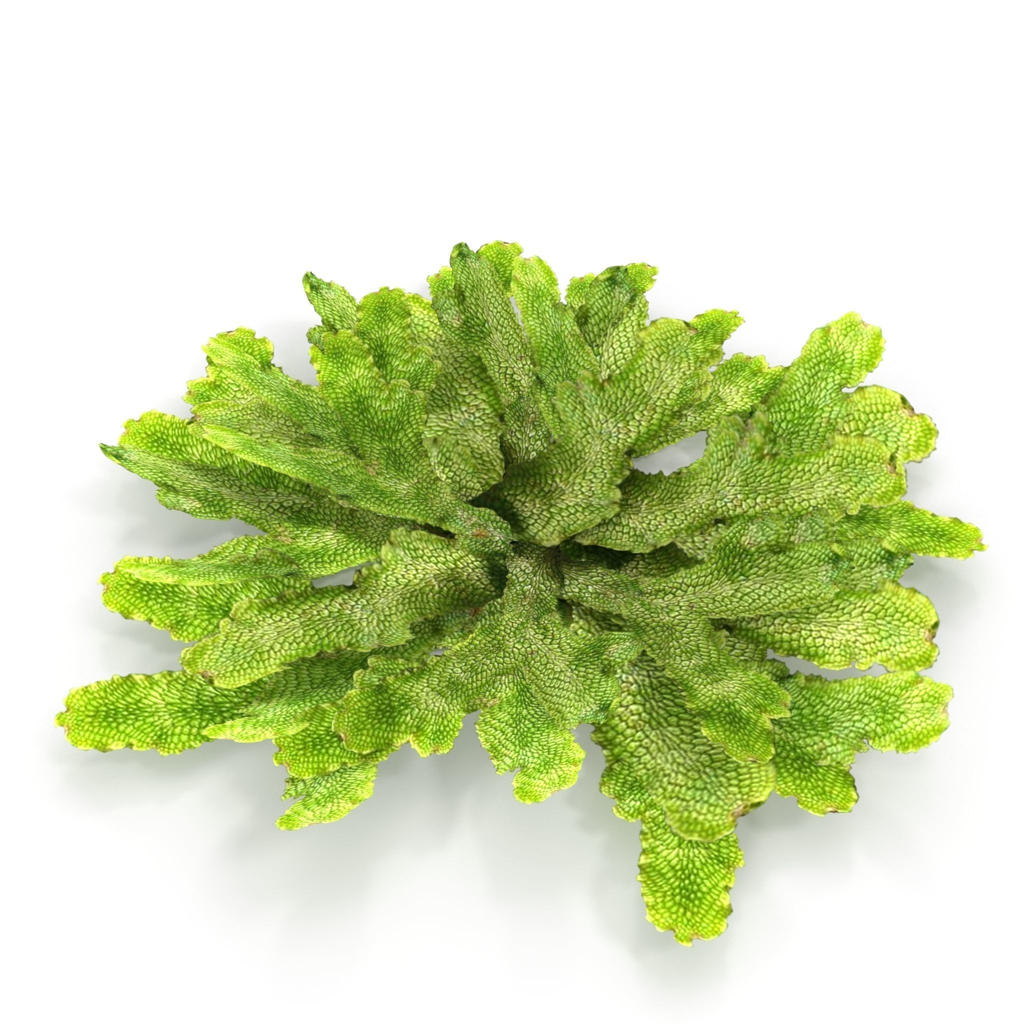 Moss lichen Grean Low-poly 3D model_4