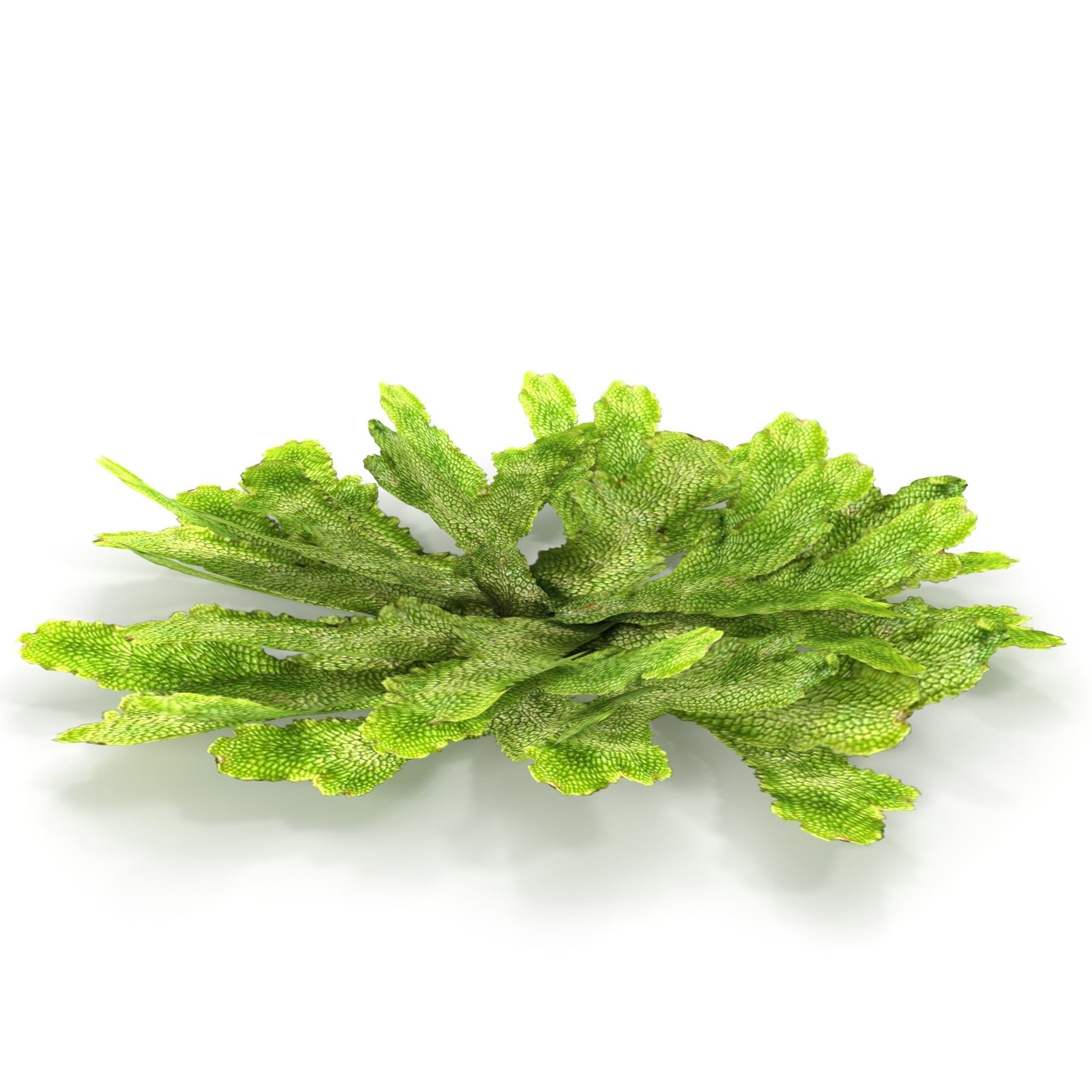 Moss lichen Grean Low-poly 3D model_5