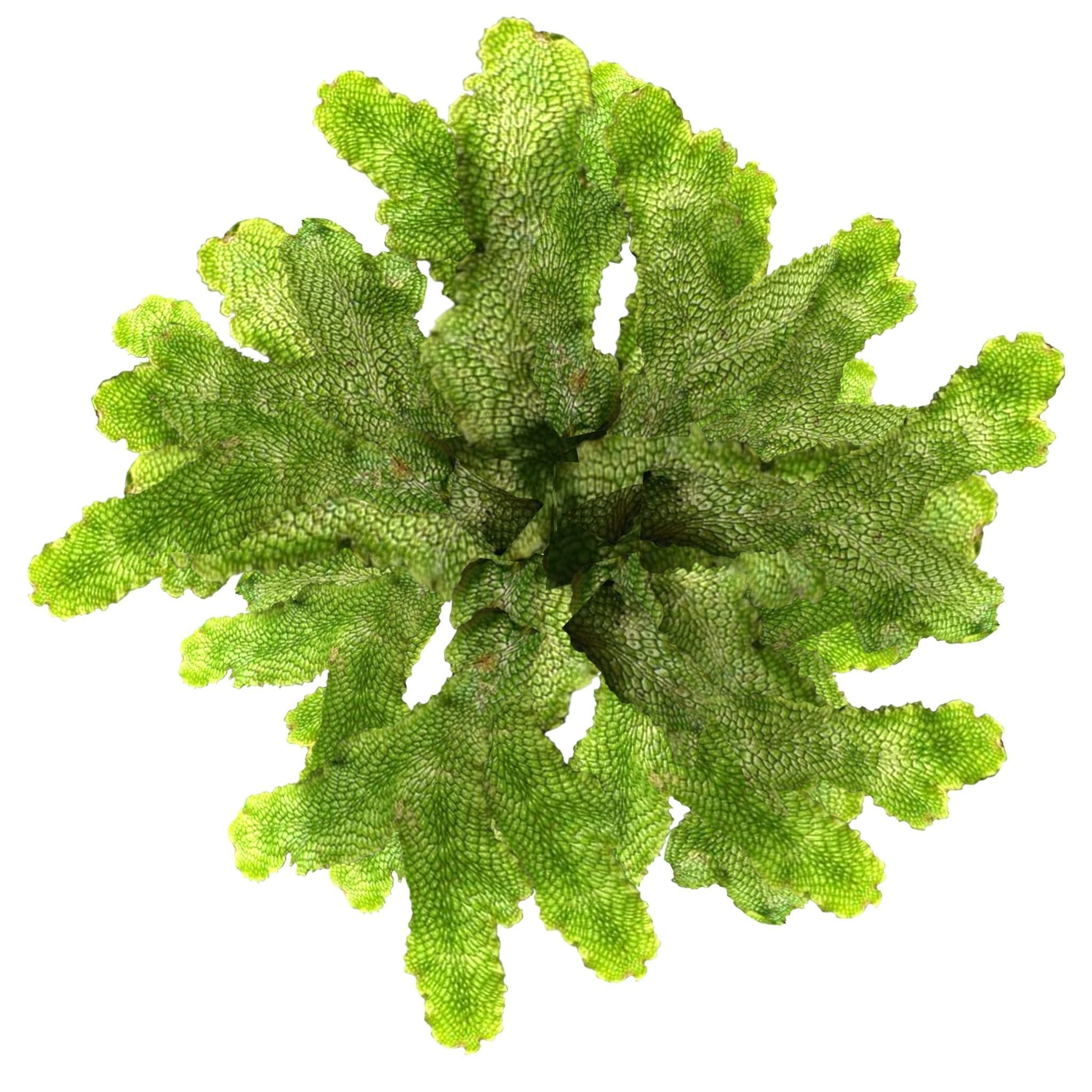 Moss lichen Grean Low-poly 3D model_8
