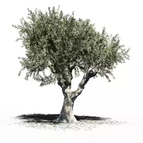 Olea Europea Olive Tree v2 3D model
