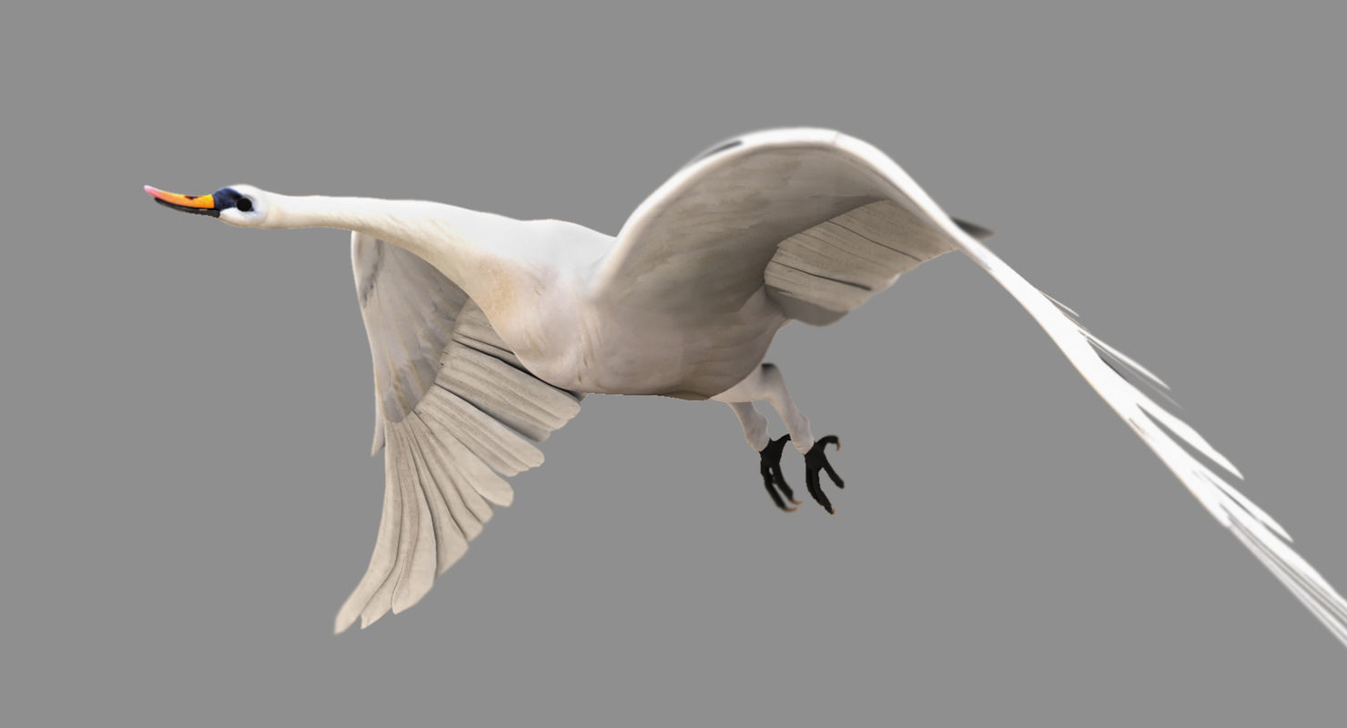 swan rigged flying animation model 3D model_15