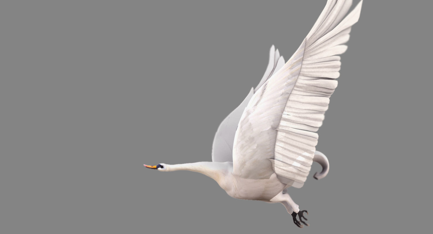 swan 3d model flying in air 3D model_13