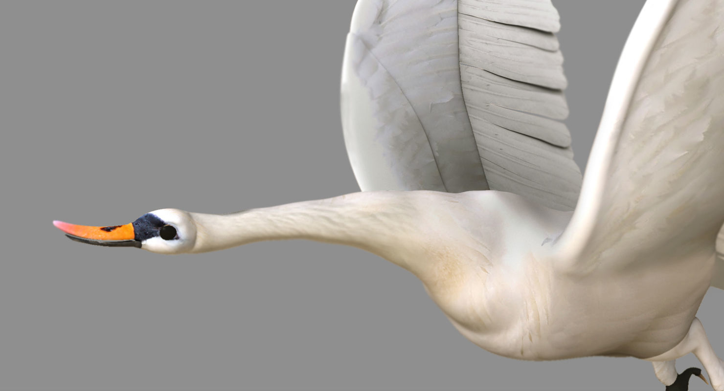 swan 3d model flying in air 3D model_8