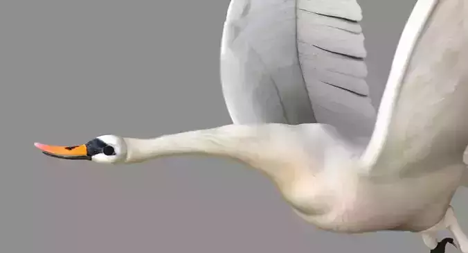 swan 3d model flying in air