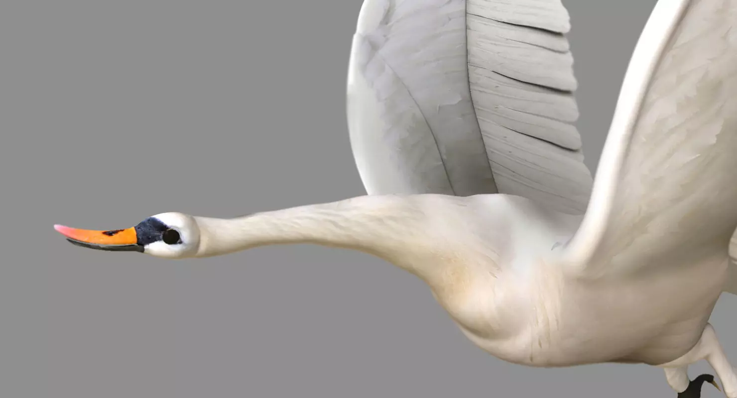 swan 3d model flying in air 3D model_0
