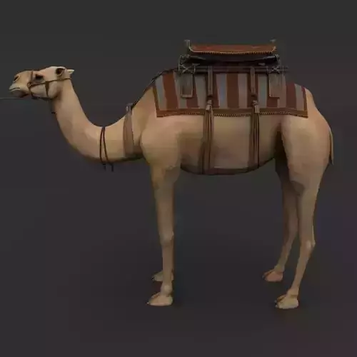 Camel with saddle