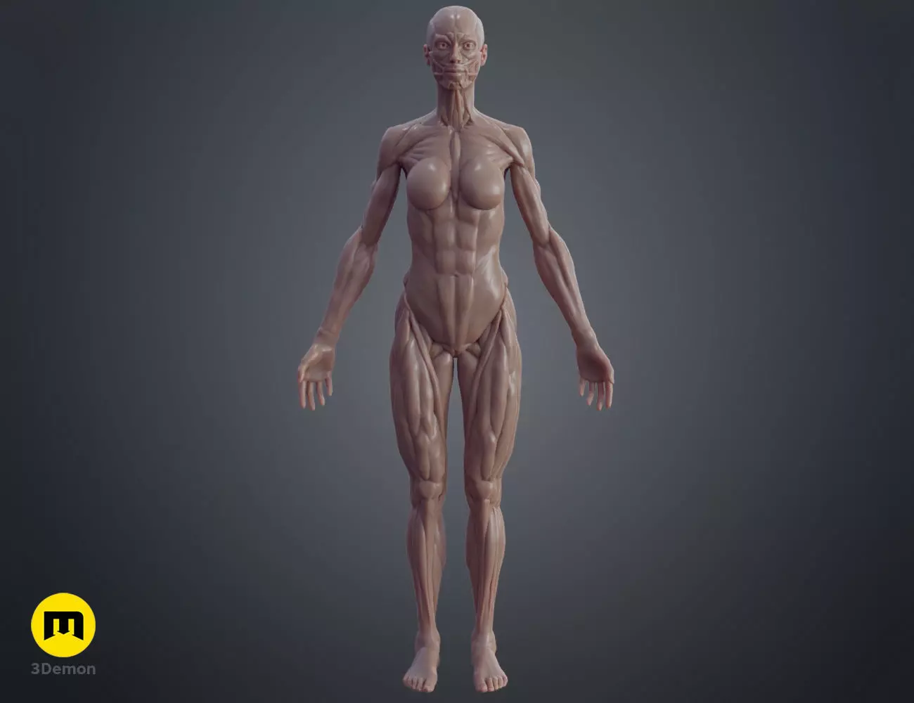Female ecorche - 3D PRINT MODEL 3D print model