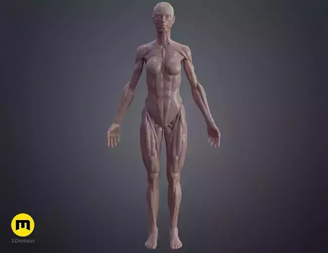 Female ecorche  -  3D PRINT MODEL 3D print model