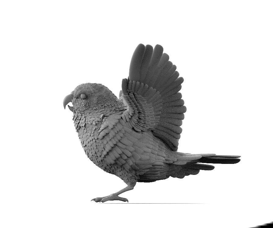 parrot bird with wings spread 3D print model_7