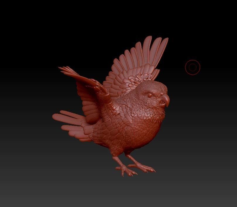 parrot bird with wings spread 3D print model_3