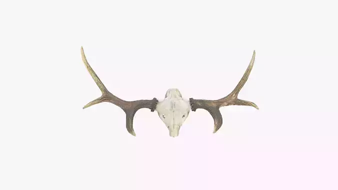 Antlers with Skull Fragment