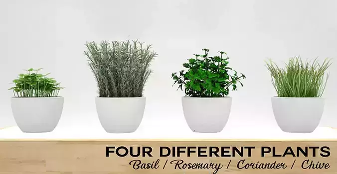 Kitchen Plants 3D 3D model