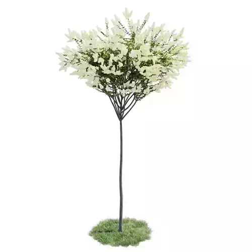 Lilac - Lagerstroemia indica 3 colors