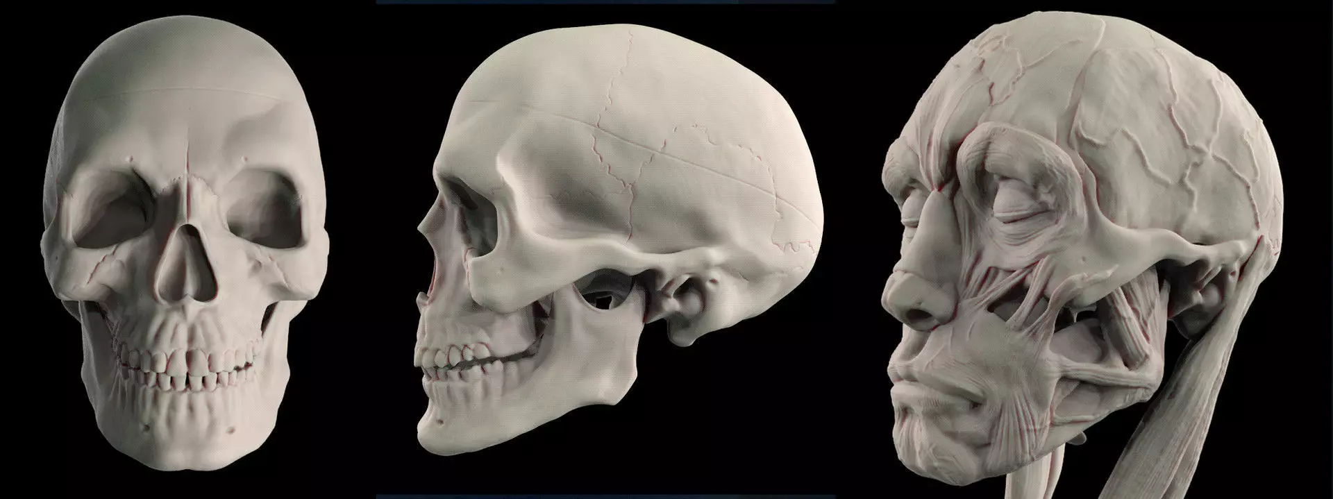 Human Skull 3D print model