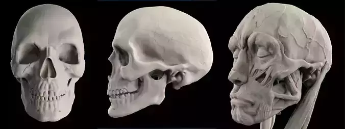 Human Skull