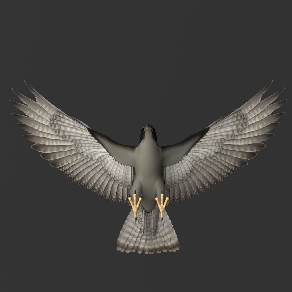 Falcon in flight 3D model_4