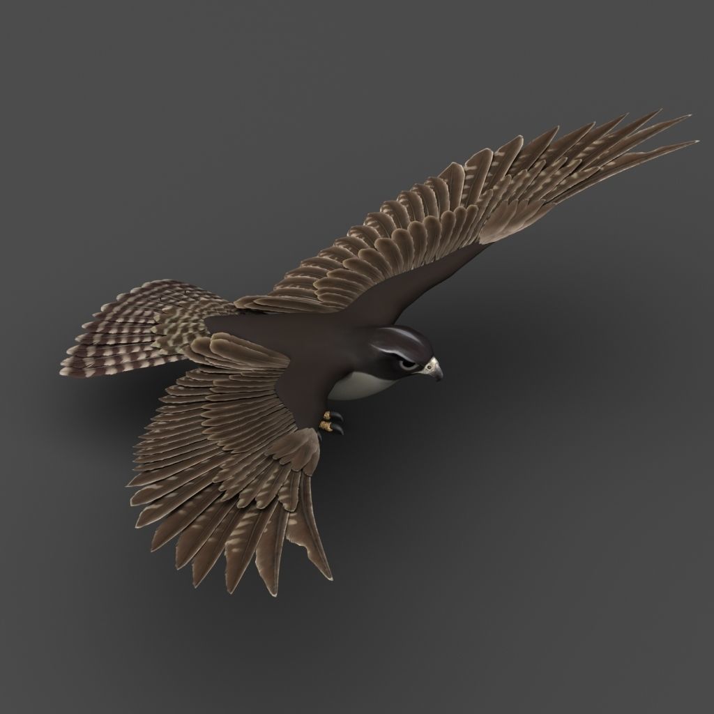 Falcon in flight 3D model_3
