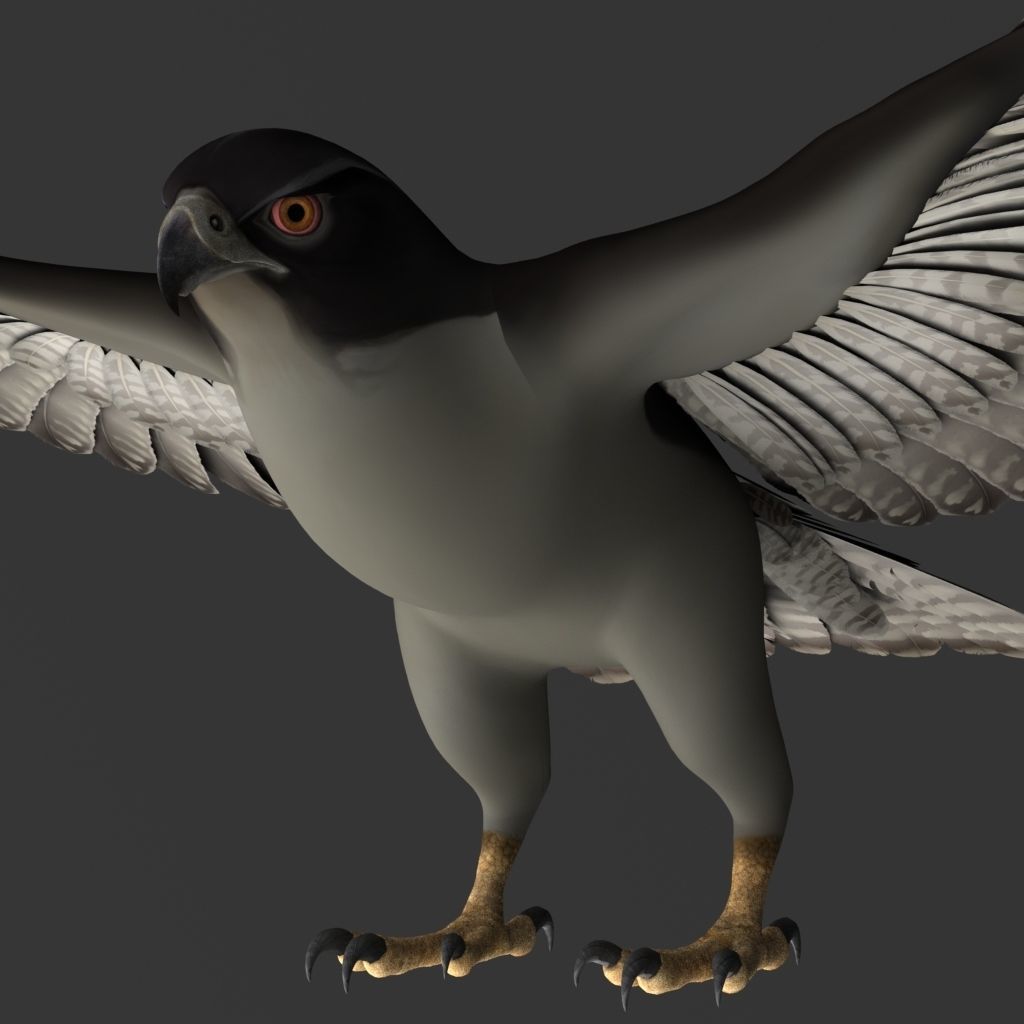 Falcon in flight 3D model_5