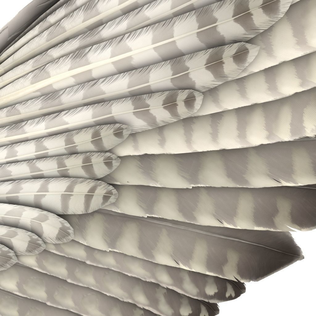 Falcon in flight 3D model_8