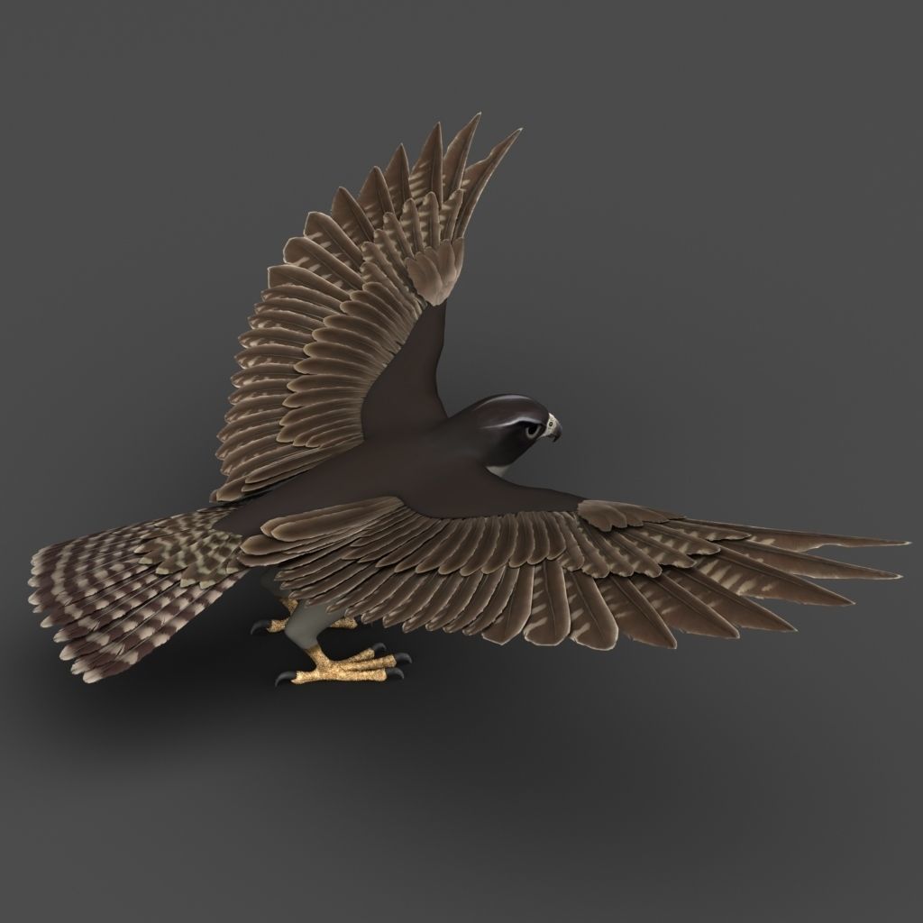 Falcon in flight 3D model_2