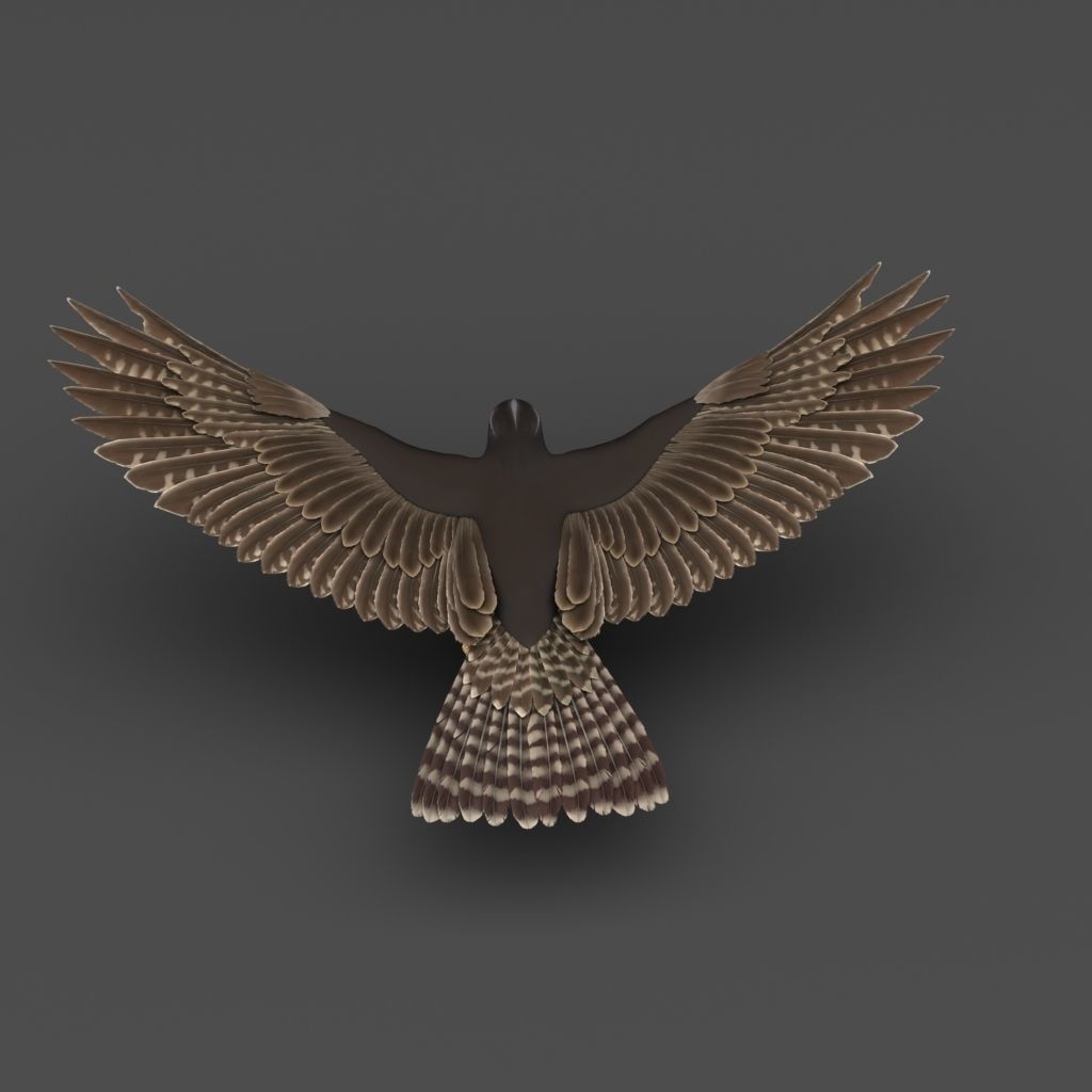 Falcon in flight 3D model_1