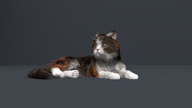 Cat Fur Rig 3D model