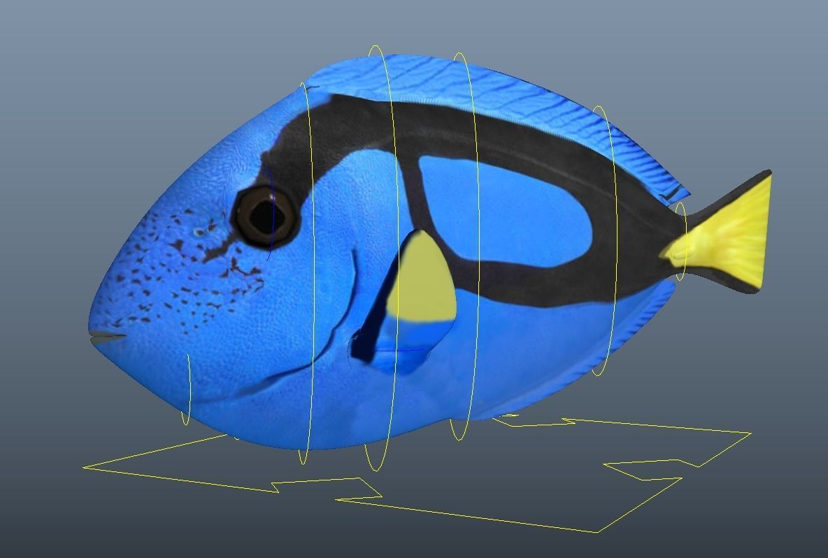 Dory from Nemo - Cartoon Fish - Rigged Low-poly 3D model_10