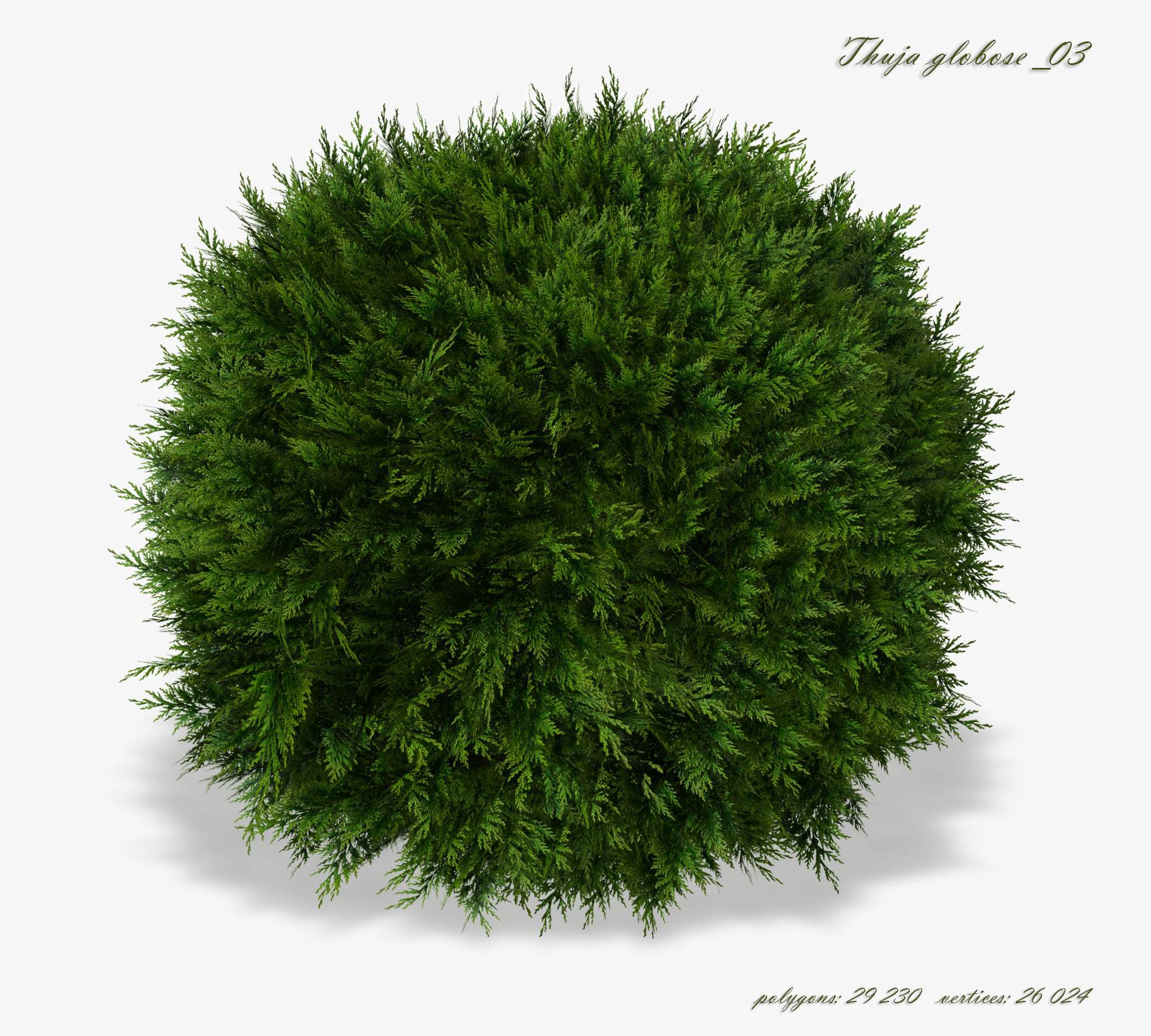 Thuja globose 3D model_3