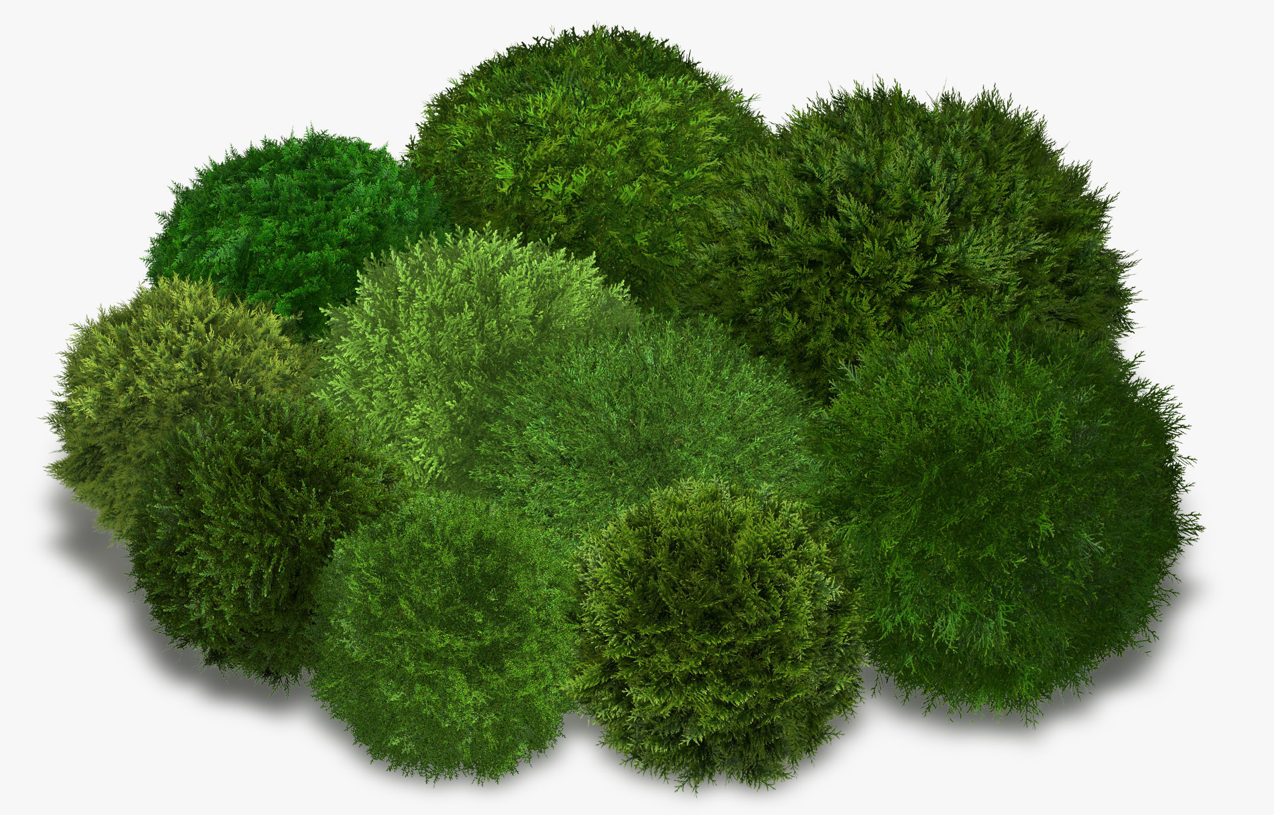 Thuja globose 3D model_17