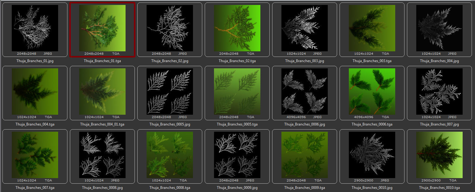 Thuja globose 3D model_21