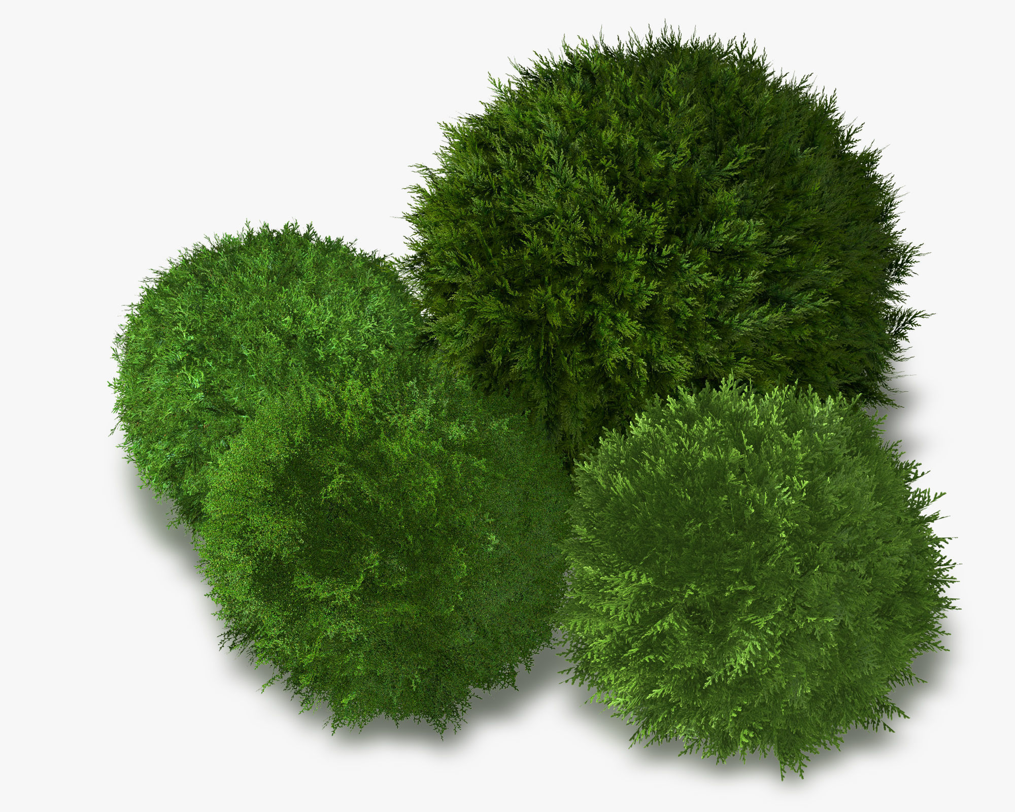 Thuja globose 3D model_13