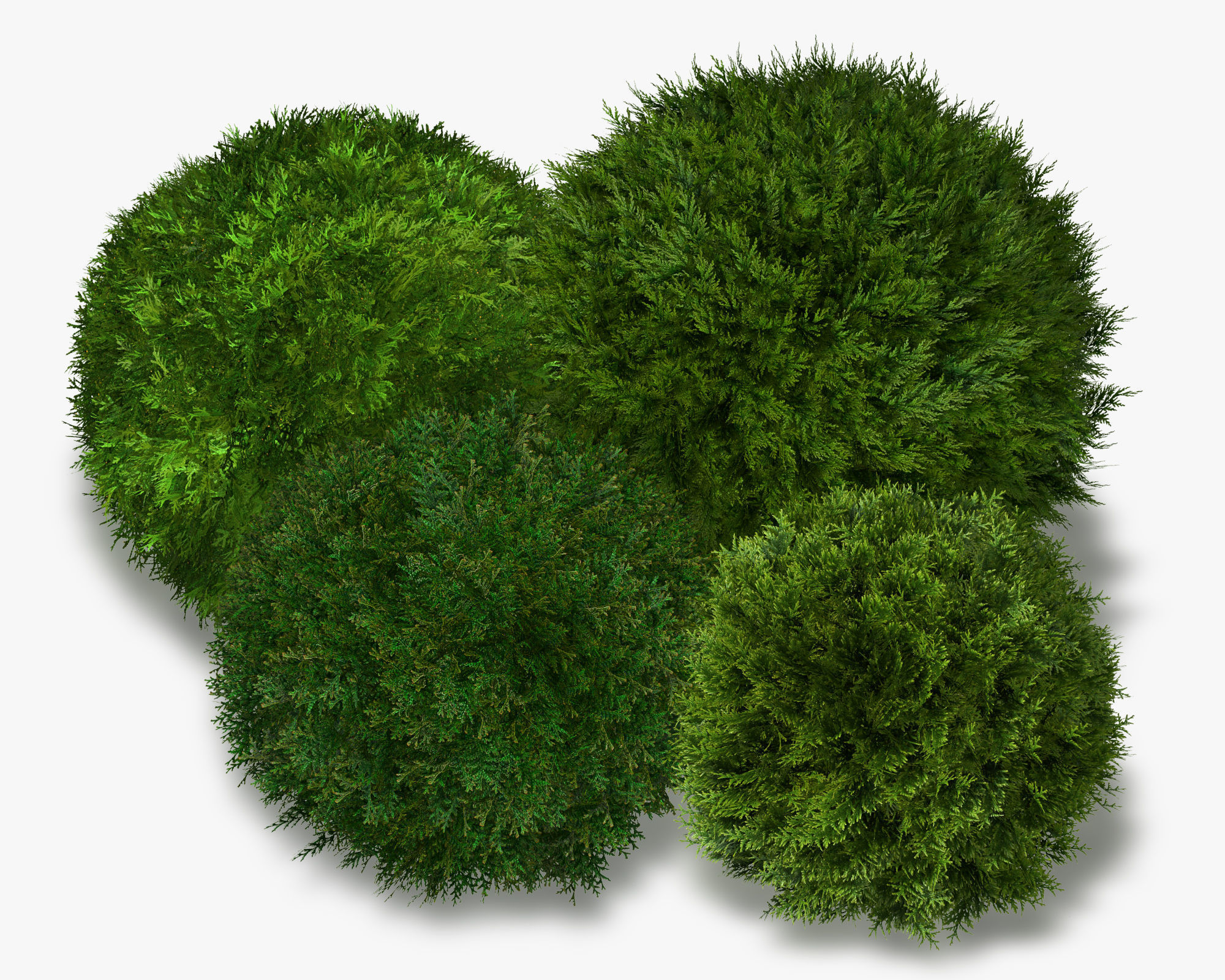 Thuja globose 3D model_14