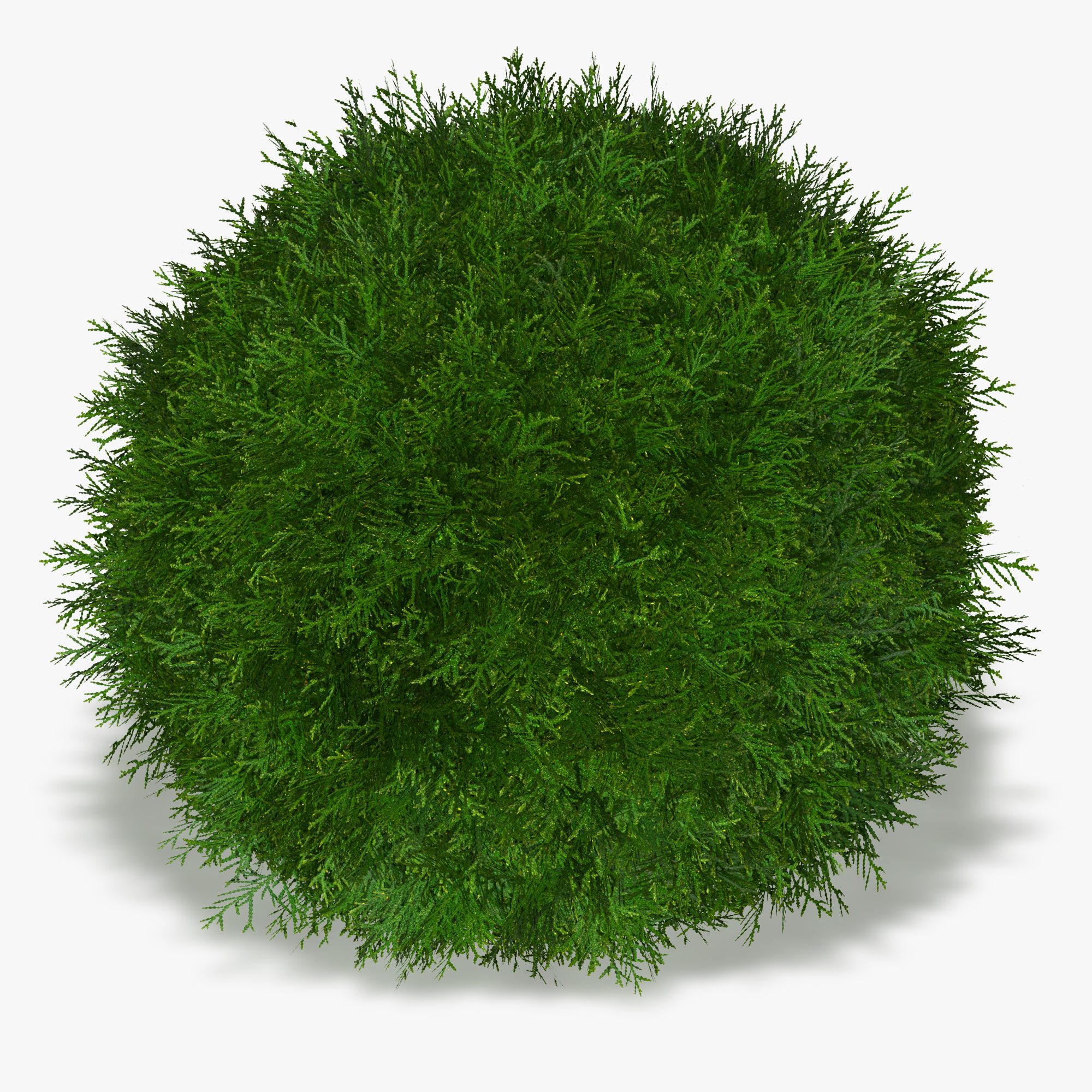 Thuja globose 3D model_10