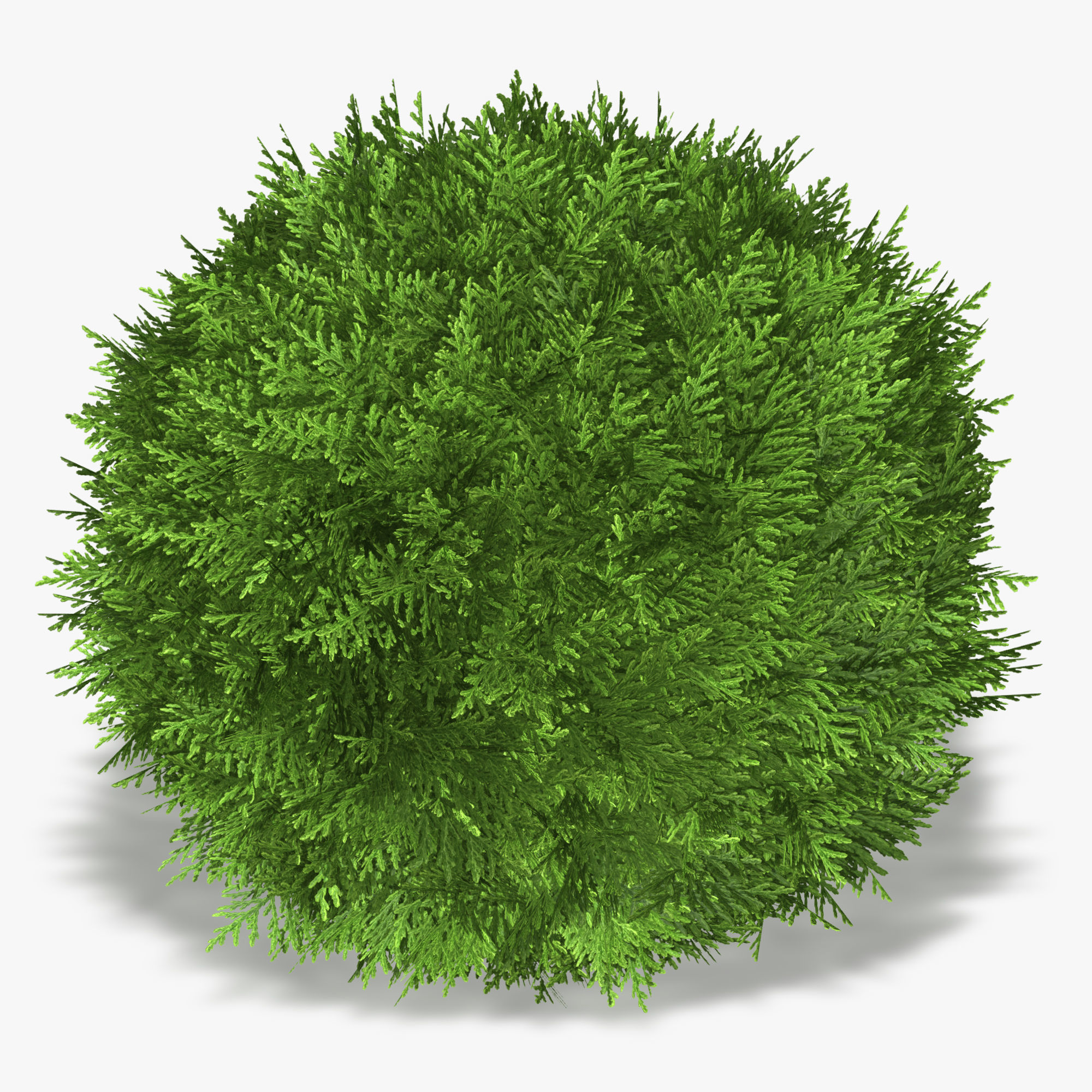 Thuja globose 3D model_6